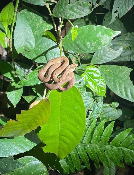 Kinabatangan wildlife