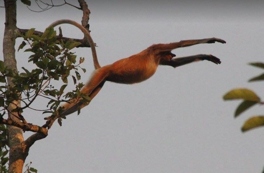 Kinabatangan wildlife