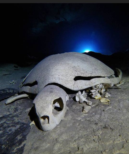Turtle Tomb